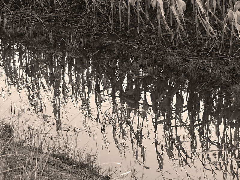 <b>10th place  (tie) - Corn in a Mud Puddle by JolieO