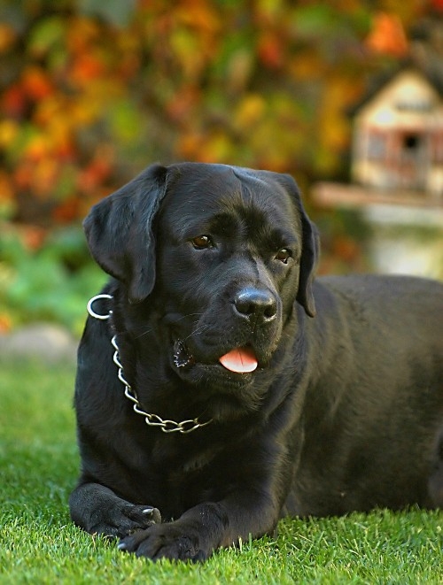 RudiA 1000 x 1322 500 x 661.JPG