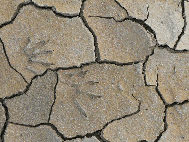 Footprints by Stan Pepka