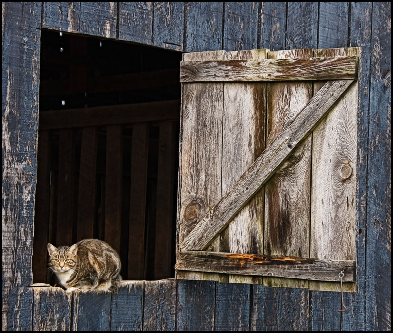 1st Place<br>barn cat