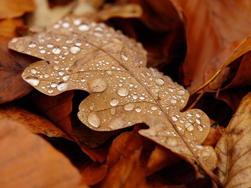 6th Place<br>In a sea of leaves by geetwee