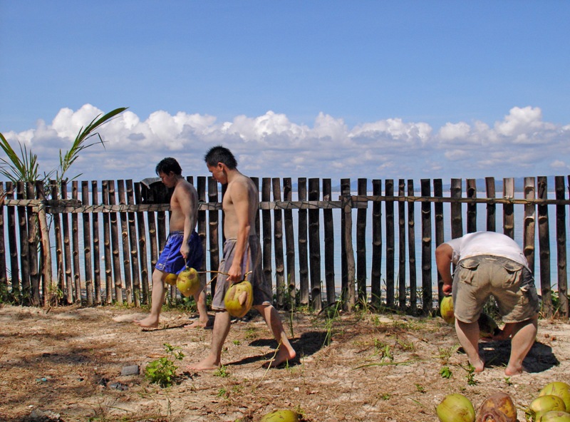 Collecting Coconut by Tabrizi