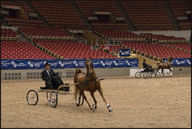 saddlebred show