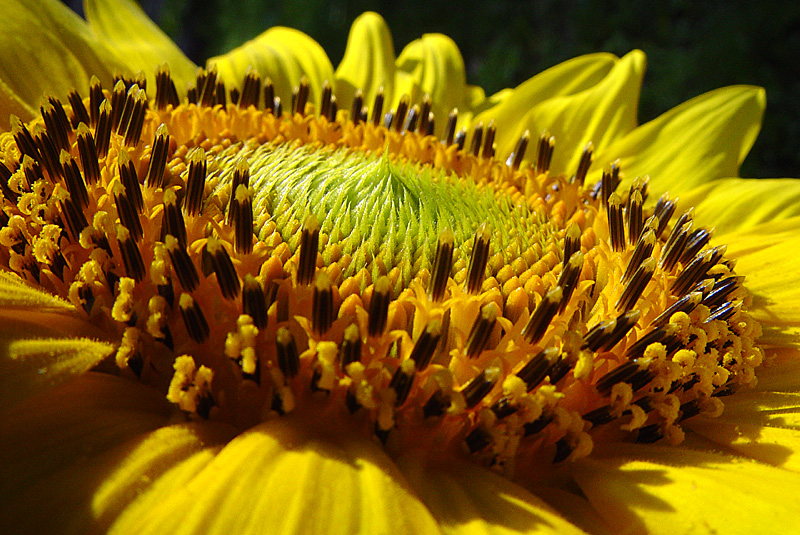 Sunflower Macro