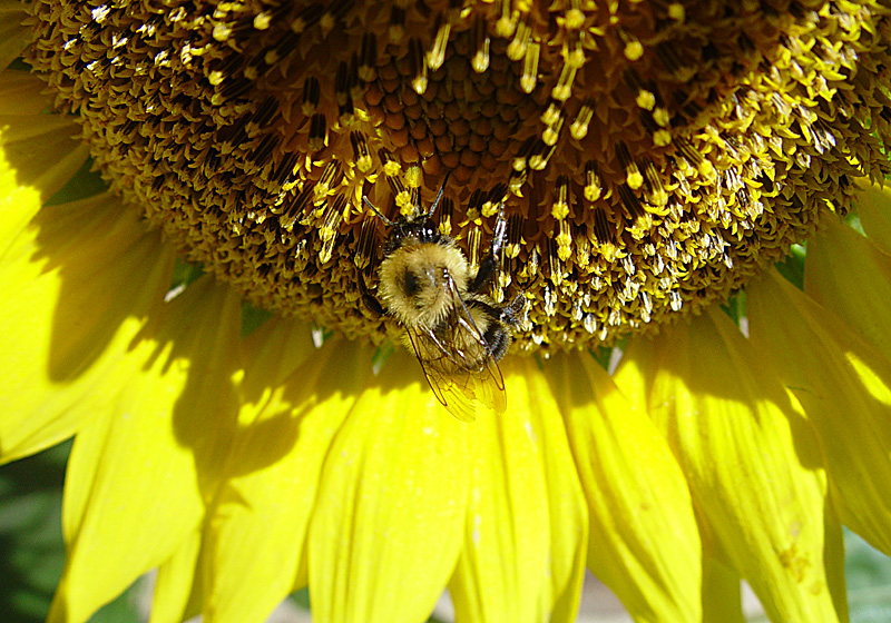 Bee and Shadow