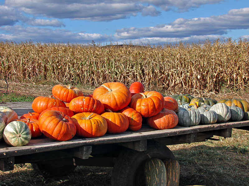 Harvest of Plenty