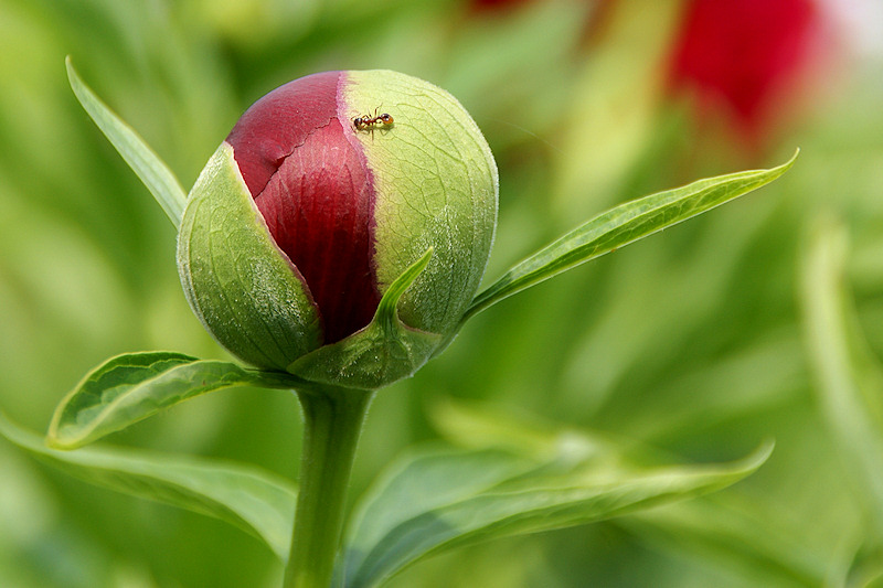 Peony and Ant