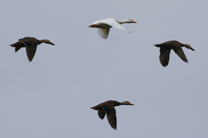 Winter Migration*