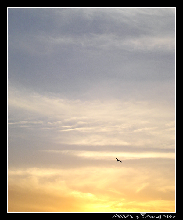 Flying by the Gold<br>by Awais Yaqub
