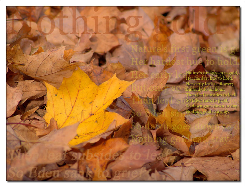 * Nothing Gold Can Stay II