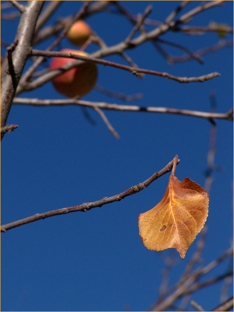 The Last Leaf* <br> by mlynn