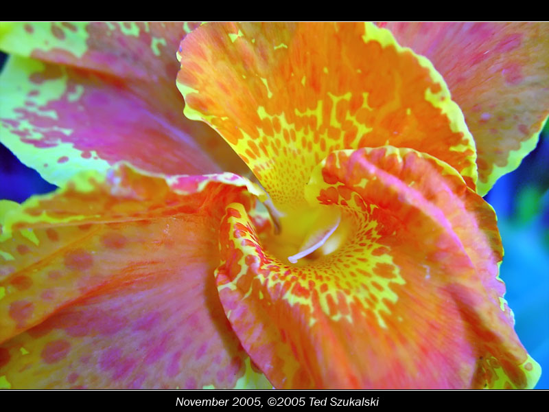 <b>8th Place [Tie]</b><br>Golden Canna<br>by Ted.Sz