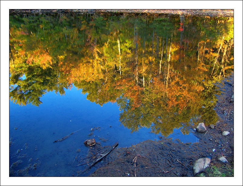 * Reflected Gold