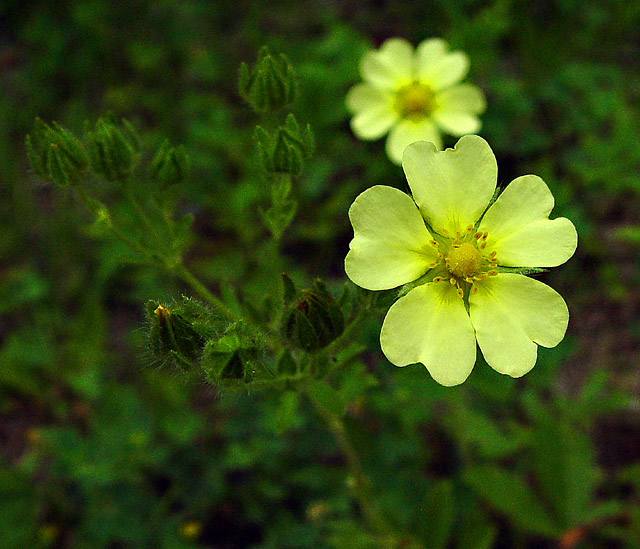flower4721.jpg