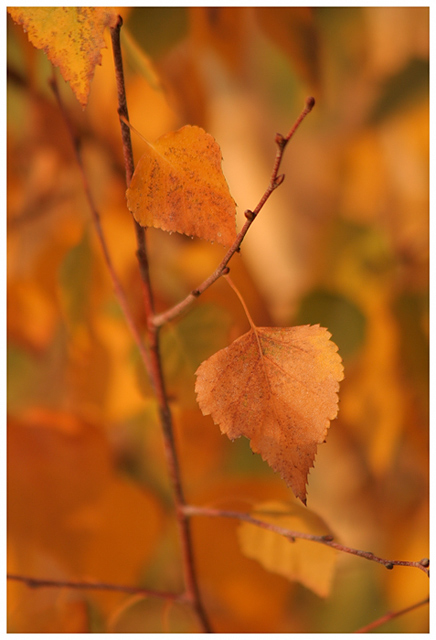 Birch Leaves