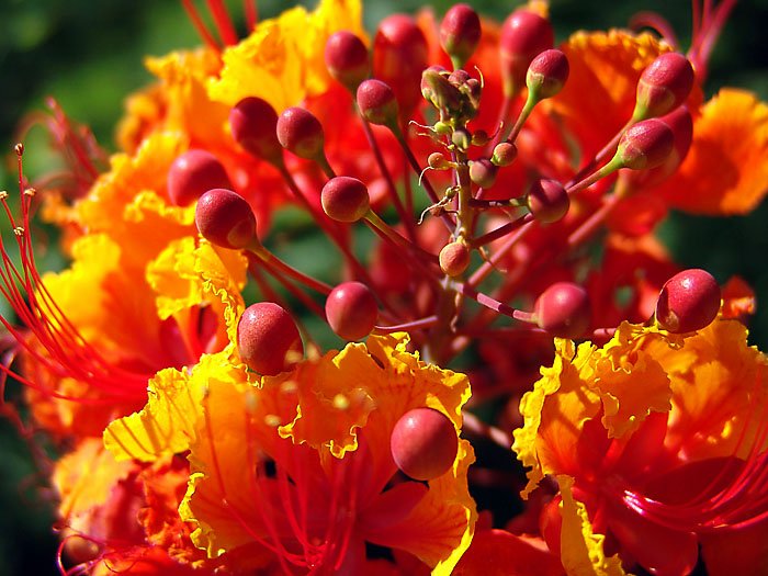 Desert Flower<br>by golfers2424