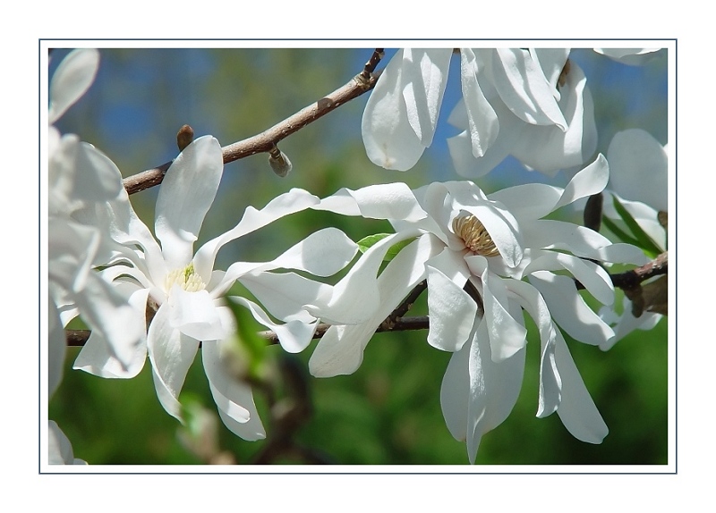 Star Magnolia<br>by Bev Brink