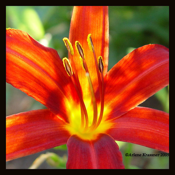 Orange You Pretty *<br>by Arlene Krassner