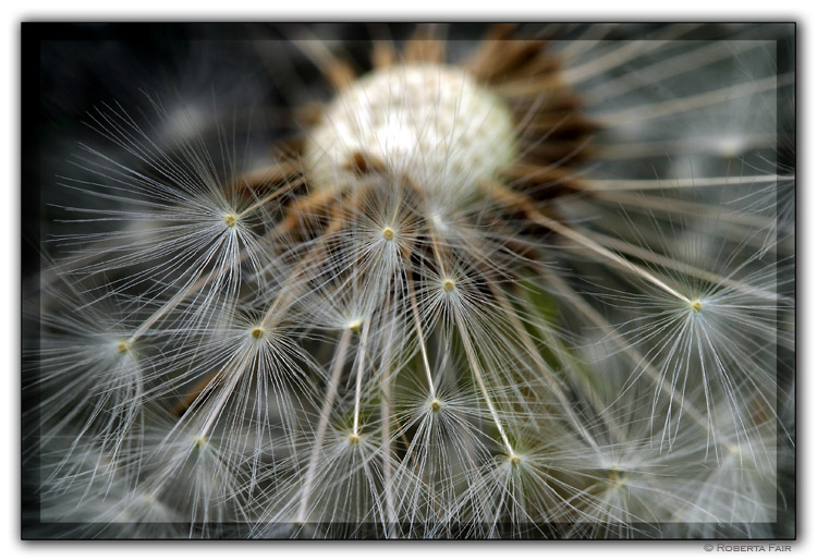 <b>4th Place</b><br>Dandelion<br>by Roberta Fair