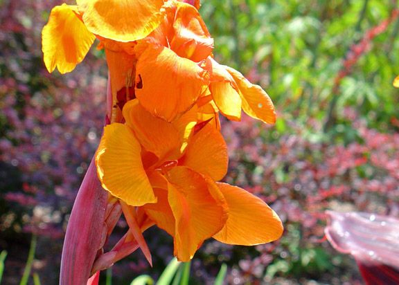 Cheekwood Gardens bloom