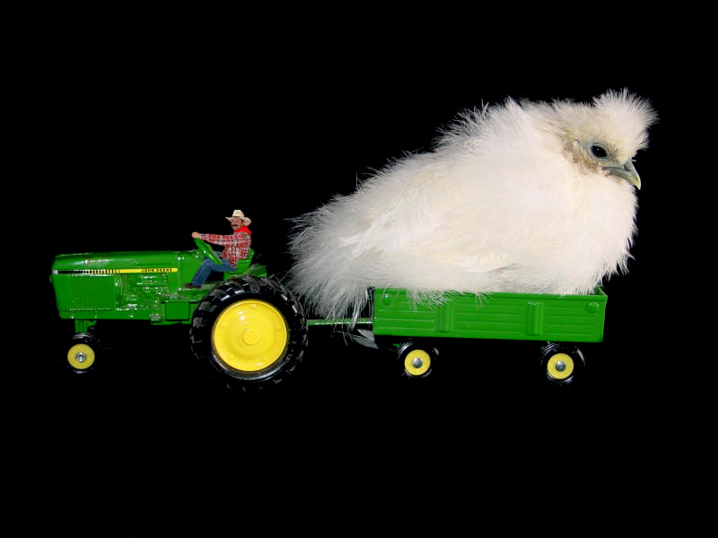 Bigbird: by CindyD