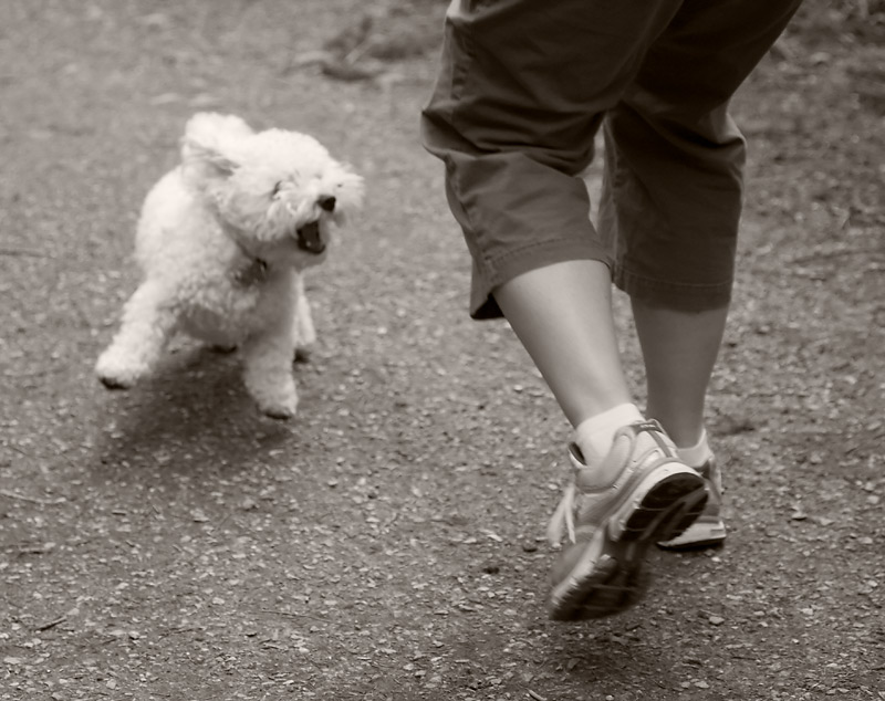 Me and my dog