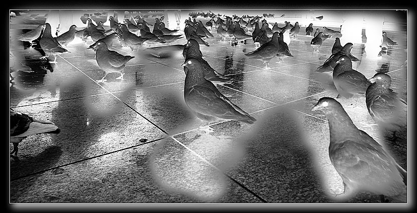 Flock<br>by jrdu