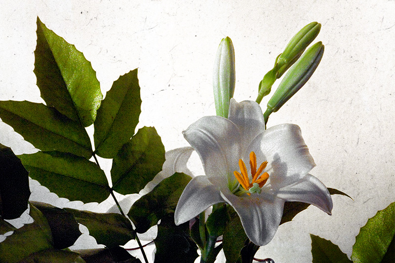 Tenth Place (Tie)<br>buds of summer<br>by mschf