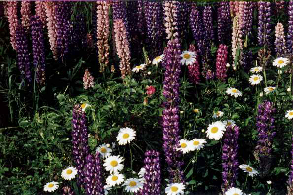 lupins1.jpg