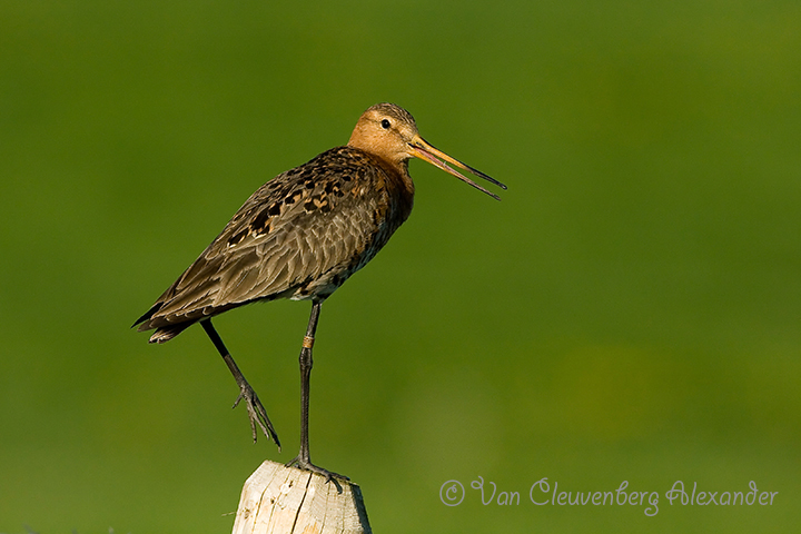 Black-tailed Godwit  Limosa limosa   Grutto