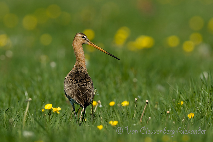 Black-tailed Godwit  Limosa limosa   Grutto