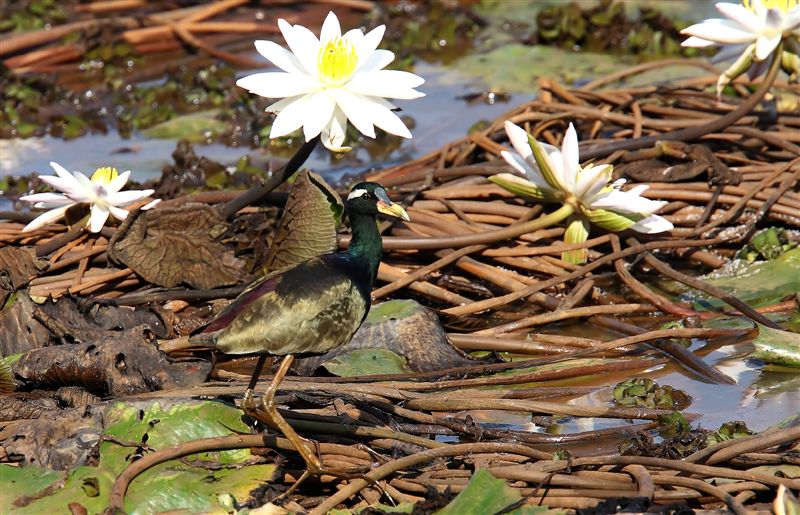 Bronze-winged Jacana  Goa