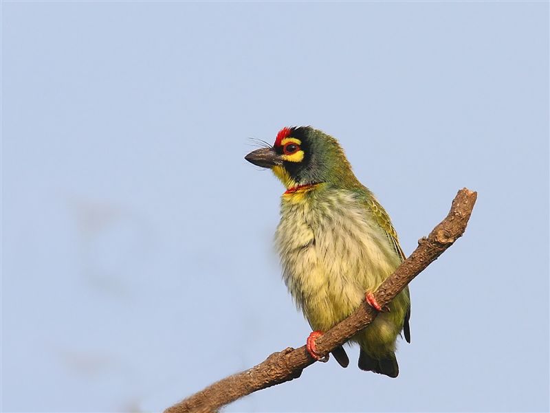 Coppersmith Barbet  Goa