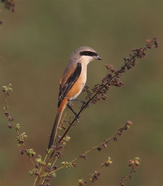 Long-tailed Shrike  Goa