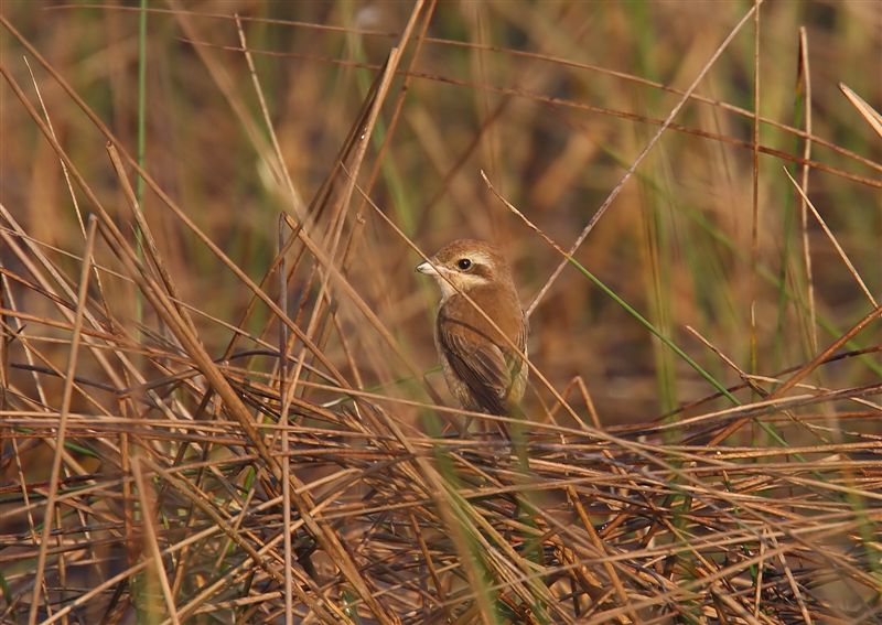 Brown Shrike  Goa