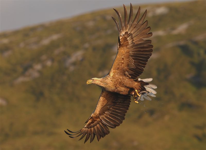 White-tailed Eagle  Norway
