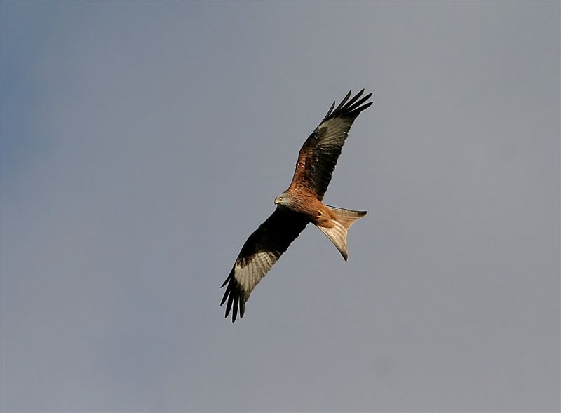 Red Kite   Scotland