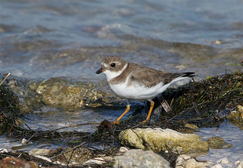 Piping Plover   Florida