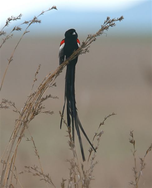 Long-tailed Widowbird