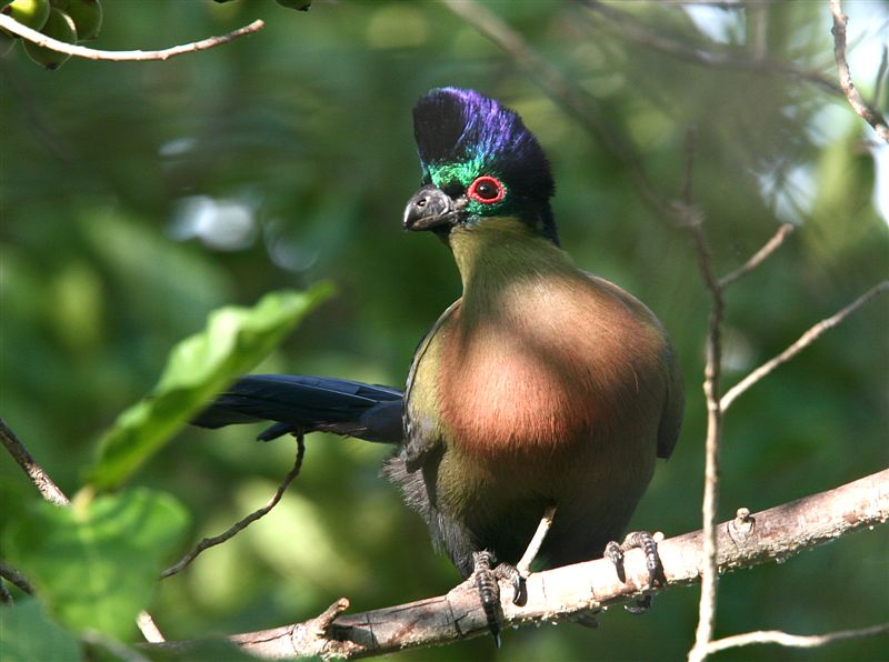Purple-crested Turaco
