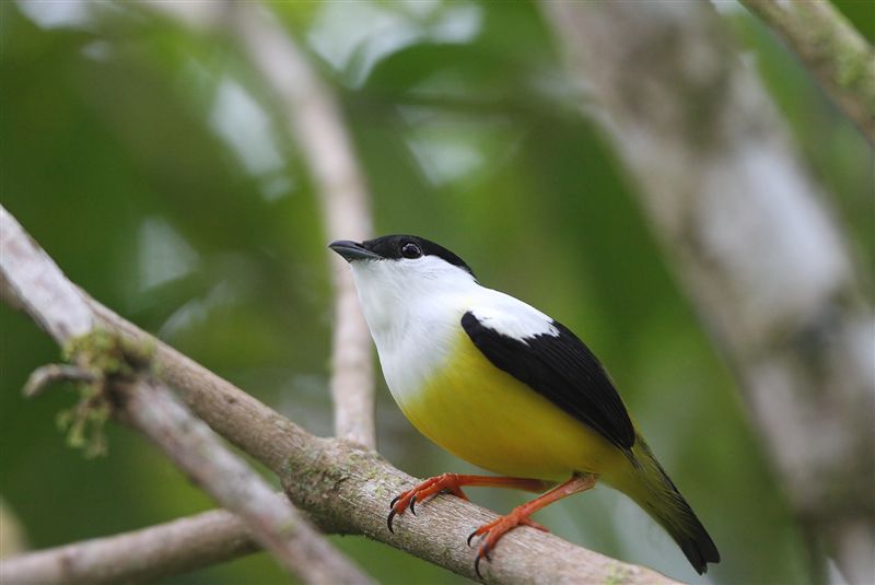 White-throated Manakin