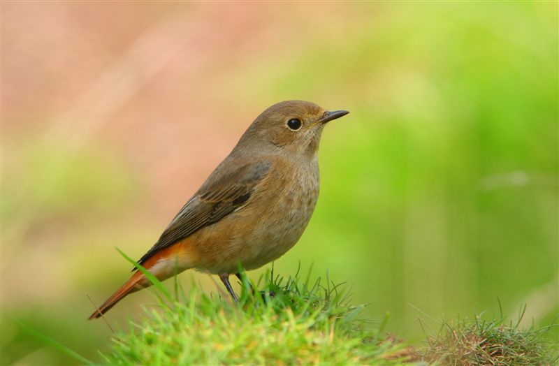 Common Redstart