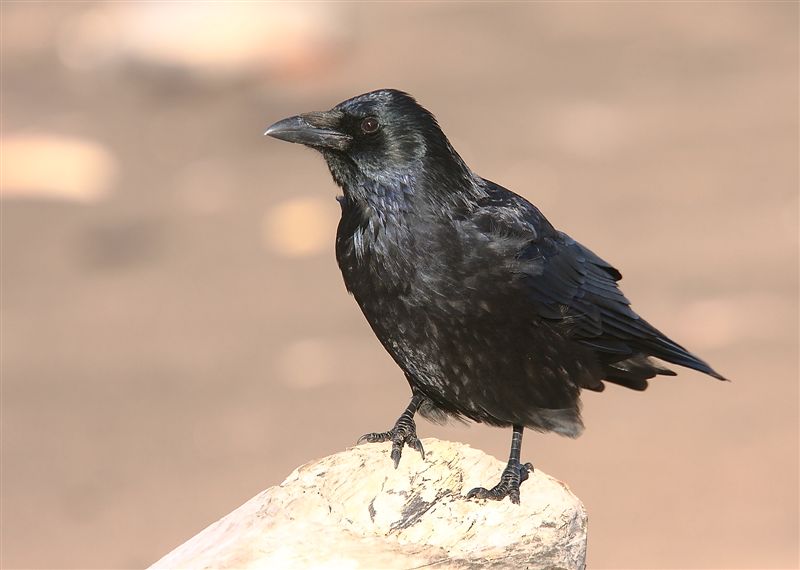 Carrion Crow