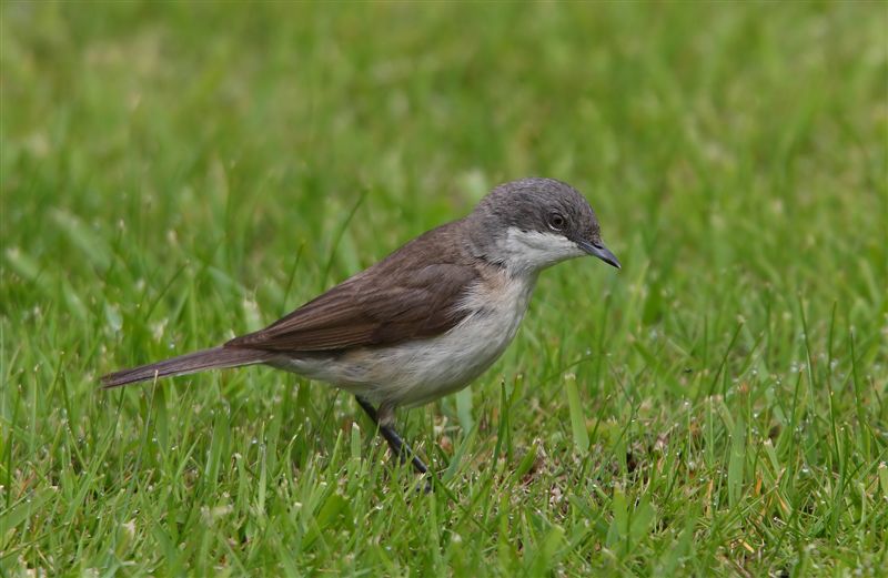 Lesser Whitethroat