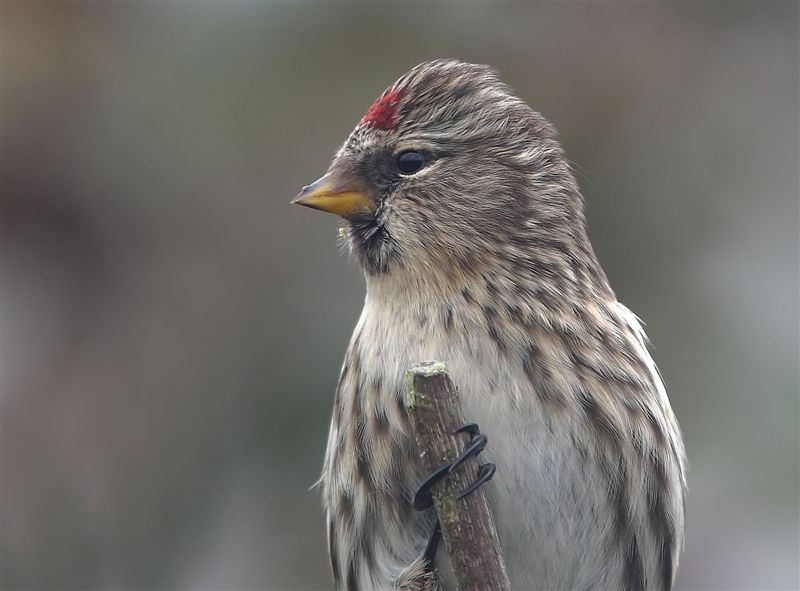 Redpoll  (Greenland Race)   Shetland