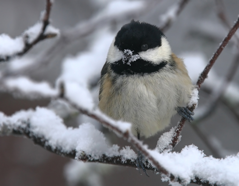 Coal Tit