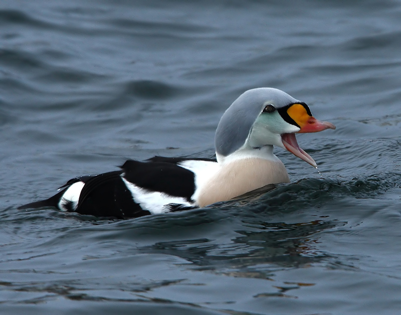 King Eider