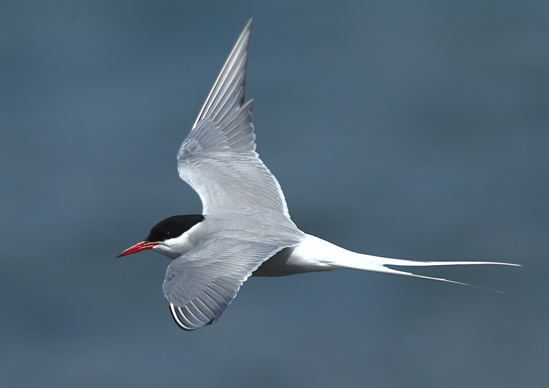 Arctic Tern