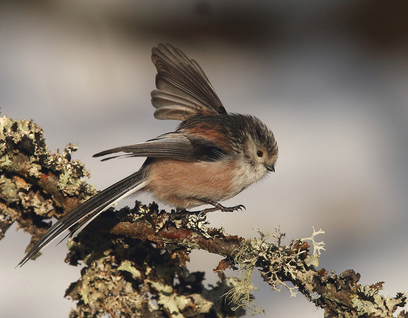 Long-tailed Tit