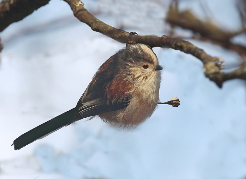 Long-tailed Tit